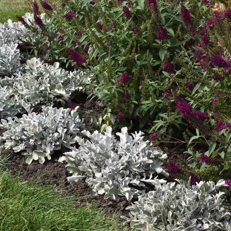 Centaurea ragusina Silver Swirl Wavy Edges, Waterwise Garden, Sun Perennials, Leafy Plants, Garden Decor Items, Proven Winners, Plant Guide, Dusty Miller, Spring Plants