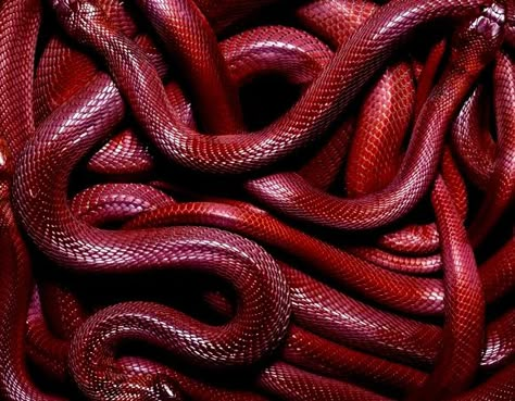 Coral Red Aesthetic, Red Scales, Red Aesthetics, Red Snake, I See Red, Arte Van Gogh, Color Aesthetic, Aesthetic Red, Dark Feminine