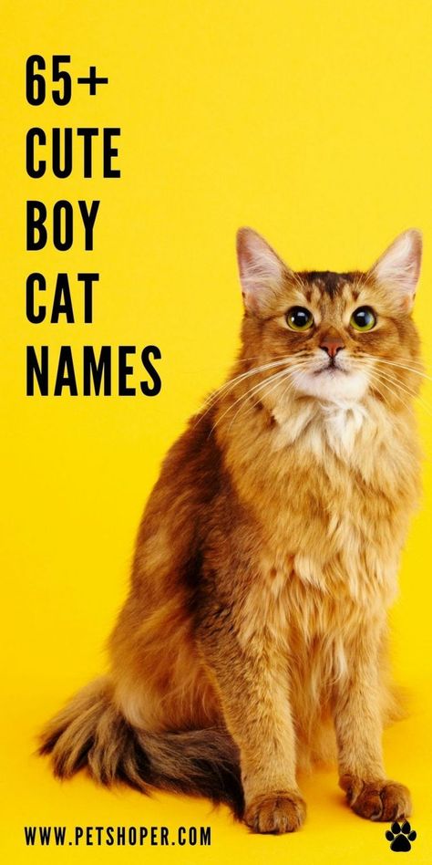 Girl Pug Names, Male Cat Names Unique, Cat Names Boy, Kitten Names Boy, Cat Names Aesthetic, Cats Language, Kitten Names Unique, Names For Male Cats, Ginger Cat Names