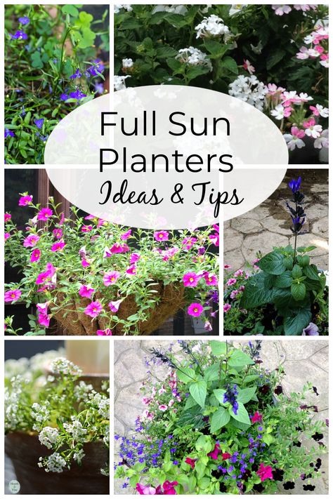 Ideas for the best plants and helpful information for growing full sun planters that will thrive all season long. Sun Flower Pots Ideas, Large Potted Plants Outdoor Sun, Full Sun Porch Ideas, Full Sun Patio Planter Ideas, Flowers For Pots In Full Sun, Sun Pots Plants, Summer Planter Ideas Full Sun, Plants For Full Sun And Heat Pots, Flower Pot Planting Ideas Full Sun