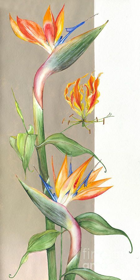 Bird Of Paradise painting by Elena Yakubovich Bird Of Paradise Flower, Birds Of Paradise Flower, Tropical Painting, Watercolor Art Paintings, Soyut Sanat Tabloları, 수채화 그림, Tropical Art, Bird Of Paradise, Botanical Drawings