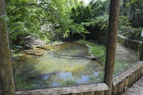 Crocodile Enclosure, Caiman Enclosure, Alligator Enclosure, Reptile House Zoos, Crocodile Habitat, Zoo Habitats, Planet Zoo Alligator Habitat, Zoo Exhibit, Crocodile Skink Vivarium