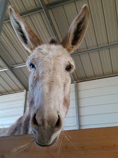 Foghorn Farm Donkey Training: Eight Big Mistakes New Donkey Owners Make Toys For Donkeys, Donkey Care Tips, Donkey Feeder, Mini Donkey Shelter, Donkey Stable, Minature Donkey, Farming Hacks, Donkey Breeds, Farm Donkey