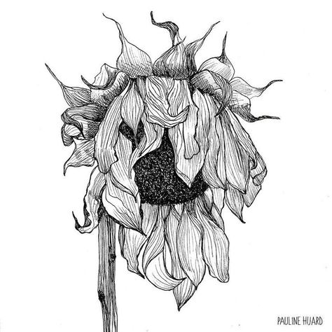 Sketch Rose, Sunflower Sketches, Decay Art, Rose Line Art, Sunflower Illustration, Skull Sketch, Ink Pen Art, Rose Sketch, Flower Sketch