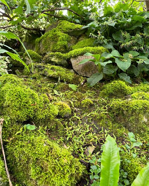 Moss and ferns?! Yes and yes 👏 Should I have more to say about the visit to The Fern Nursery open garden visit via @ngslincs? Yes but can I put any of it into words? No. The vibes are immaculate and so was the cake. That is all. #nationalgardenscheme #ngs #opengarden #ferns #moss #gardenvisit #binbrook Fern Nursery, Fern Garden, Yes And Yes, Open Garden, Ferns Garden, Yes But, The Visit, Modern Cabin, Fern