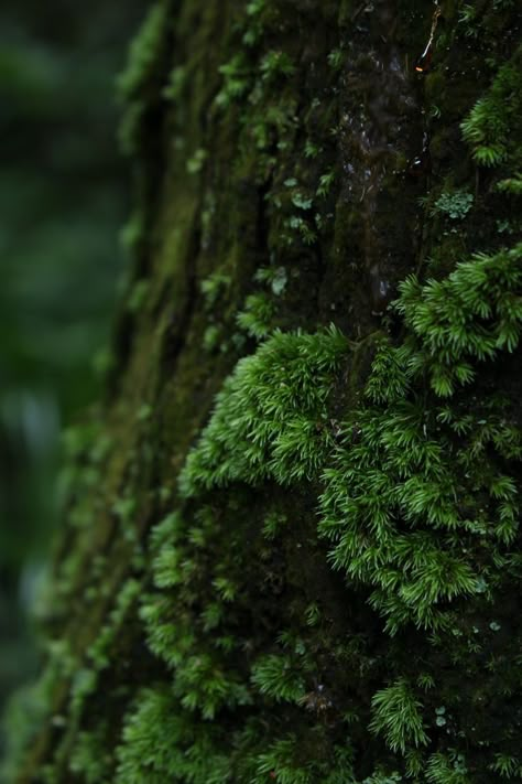 Dark Forest Aesthetic, Dark Green Aesthetic, Forest Photography, Walk In The Woods, Green Witch, Nature Landscape, The Grass, Dark Forest, Nature Aesthetic