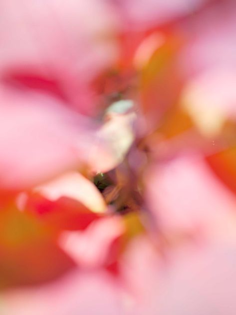 Giverny, Beyond Photography | Paul Rousteau Paul Rousteau, Photography Mockup, Aura Colors, Film Inspiration, Abstract Photographs, Illustration Wall Art, Pink Abstract, Abstract Photos, Abstract Nature