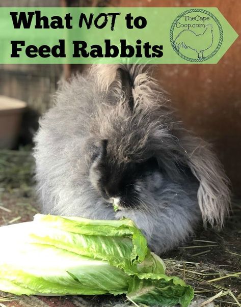 Bunny Tips, Homestead Animals, Rabbit Feeding, Pet Rabbit Care, Rabbit Diet, Potatoes Tomatoes, Rabbit Farm, Meat Rabbits, Rabbit Treats