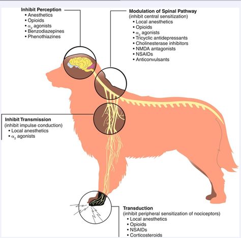 Nociception. Sites of analgesic action along the pain pathway. From Comprehensive review for Veterinary Technicians textbook. Veterinary Neurology, Canine Anatomy, Vet Nursing, Vet Tech School, Vet Tech Student, Vet Medicine, Vet School, Vet Student, Vet Med