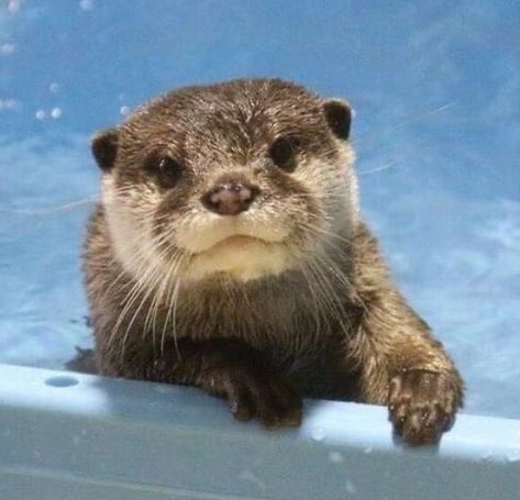 Otter Facts, Otters Cute, Otter Love, Baby Otters, River Otter, Baby Animals Pictures, Sea Otter, Endangered Species, Cute Little Animals