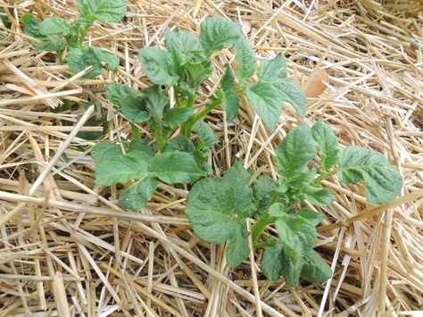 If you want to grow potatoes in straw, there are proper, oldfashioned ways to do it. You might be asking yourself, How do I grow potatoes in straw? This article can help get you started with planting potatoes in straw. Container Potatoes, Potato Gardening, Raised Gardens, Straw Mulch, Grow Potatoes, Straw Bale Gardening, Farming Life, Planting Potatoes, Straw Bale