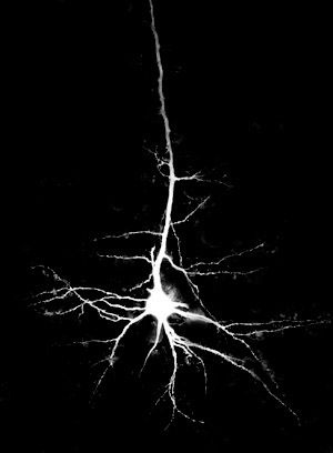 Neuron -I would really like to get this as a tattoo, maybe thigh or inner arm Neuron Tattoo, M Tattoos, Maker Ideas, Brain Art, Diy Artwork, Inspirational Art, Science Art, Neuroscience, Blank Canvas