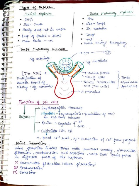 Neet biology notes Formation Of Urine Notes, Urine Formation Notes, Urine Formation, Neet 2025, Ncert Biology, Physiology Notes, Red Bone Marrow, Loop Of Henle, Neet Notes