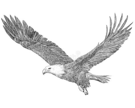 Eagle Drawing Easy, Drawing Eagle, Eagle Sketch, Eagle Black And White, Bald Eagle Flying, Bald Eagle Tattoos, Tattoo Care Instructions, Black And White Tattoo, Fly Drawing