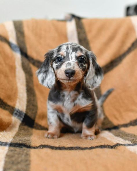 Small Dog, Dachshund, The World, Dogs