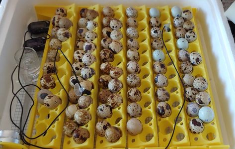 Quail Incubation Chart, Incubating Quail Eggs, Hatching Quail Eggs, Quail Incubator, Quail Brooder, Quail Farm, Quail Chicks, Quail House, Pickled Quail Eggs