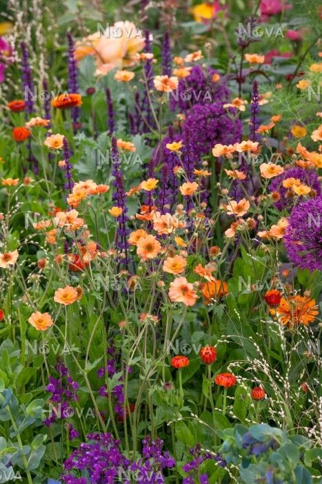 Perennial border in orange and violett color tones Geum Totally Tangerine, Salvia Caradonna, Perennial Meadow, Plants For Planters, Prairie Garden, Perennial Border, Gravel Garden, Bee Garden, English Cottage Garden