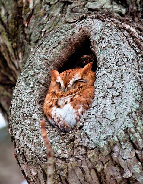 Eastern Screech Owl, Awesome Owls, Screech Owl, Owl Photos, Owl Pictures, Beautiful Owl, Owl Bird, Cute Owl, 귀여운 동물