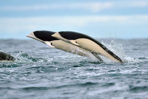 Southern Right Whale, Right Whale, Sea Mammal, Save The Whales, Wild Animals Pictures, San Diego Zoo, Aquatic Animals, Marine Mammals, Sea Creature