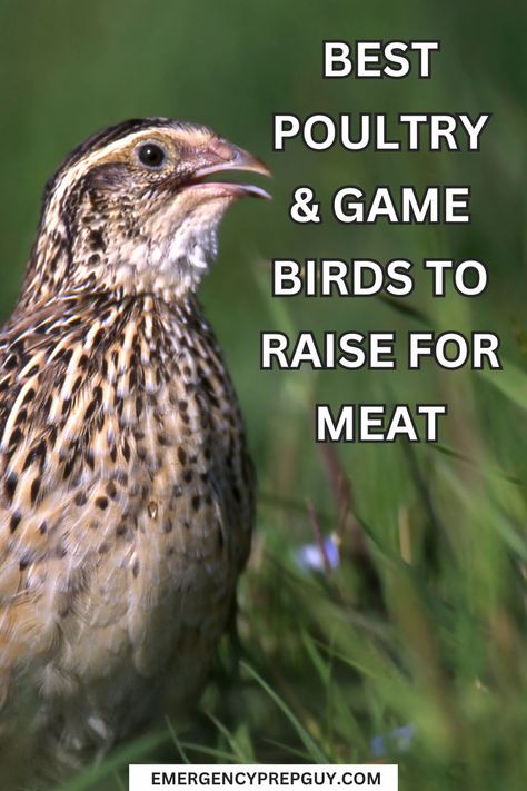 Close-up of a quail in a grassy field, representing one of the best meat birds to raise for poultry and game bird production. Raising Turkeys, Laying Chickens, Raising Quail, Meat Birds, Root Cellar, Healthy Eggs, Raising Backyard Chickens, Animal Husbandry, Keeping Chickens