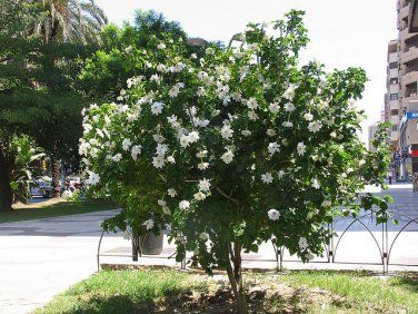 Rare South African Forest Gardenia Gardenia thunbergia - 15 Seeds Gardenia Tree, Gardenia Trees, Gardenia Shrub, White Gardenia, Garden Shrubs, Plant Information, Evergreen Trees, Herb Seeds, Back Gardens