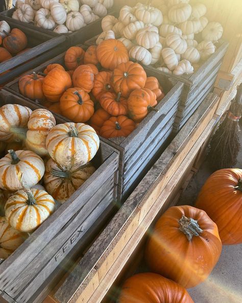 Autumn Aesthetic Pumpkin, Autumn Hygge, Fall Core, Fall Vision Board, Fall Szn, Autumn Mood Board, Fall Boards, Fall Board, Fall Girl