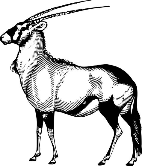 Oryx - Openclipart Arabian Oryx, Africa Nature, Vector Animals, Patch Ideas, Big 5, Wood Engraving, African Animals, Tat Ideas, Letterhead