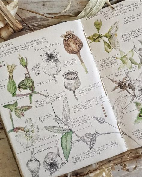 Hawkins Aesthetic, Kunstjournal Inspiration, Botanical Sketchbook, Field Journal, Plant Journal, Nature Sketch, Sketch Journal, Watercolor Journal, The Beauty Of Nature