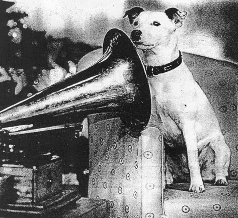 Nipper Lives On! An Interview with Trish Saunders | EMI Archive Trust His Masters Voice, Star Of The Day, Hood Ornaments, Vinyl Cover, Old Stone, Marketing Manager, Animal Logo, Happy Dogs, Jack Russell