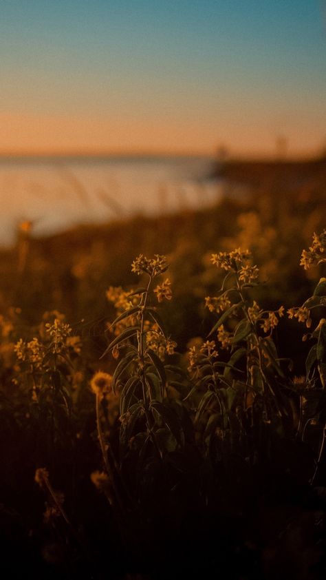 The Unmaking Of June Farrow Aesthetic, Brown Earth Aesthetic, Search Wallpaper, Book Background, Plant Photography, Wild Spirit, Orange Wallpaper, Spring Aesthetic, Yellow Light