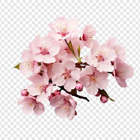 Cherry Blossom Png, Cherry Blossom Flower, Cherry Blossom Flowers, Japanese Flowers, Fire Safety, Blossom Flower, Free Psd, Vector Photo, Rose Flower