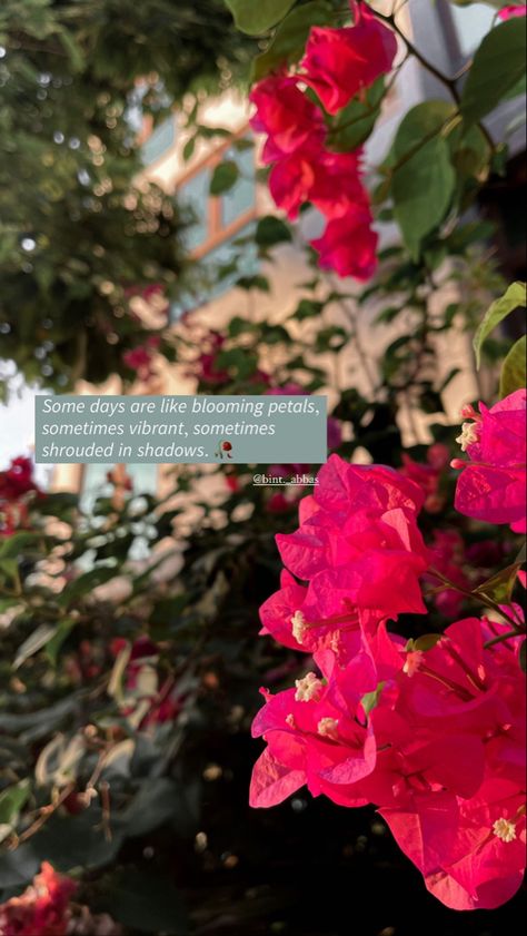 #flower #bloom #bougainvillea #quote #lifequote #aesthetic #flowersofinstagram #aestheticquotes Bougainvillea Aesthetic Caption, Bougainvillea Instagram Story, Bougainvillea Captions, Bougainvillea Captions For Instagram, Bogunvellia Flowers Aesthetic, Bougainvillea Quotes, Bouganvilla Flower, Bougainvillea Aesthetic, Soul Speak