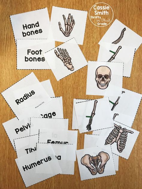 Skeleton Unit Study, Skeletal System Flashcards, Skeletal System Activities For Middle School, Muscular System Activities For Elementary, Skeleton Learning Activities, Bone Activities For Preschool, Skeletal System Activities For Kids, Bones Activity For Kids, Bone Activities For Kids