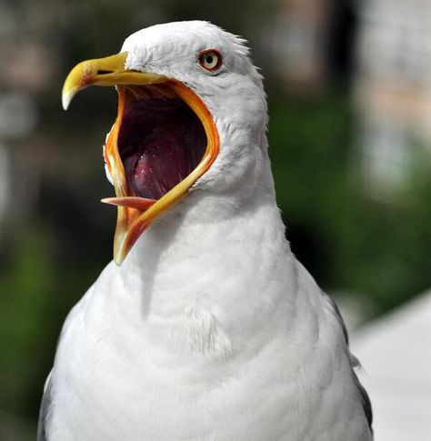 Angry Seagull, Paint Birds, Herring Gull, Beautiful Landscape Photography, Funny Photography, New England Style, England Style, Beach Combing, Garden Crafts