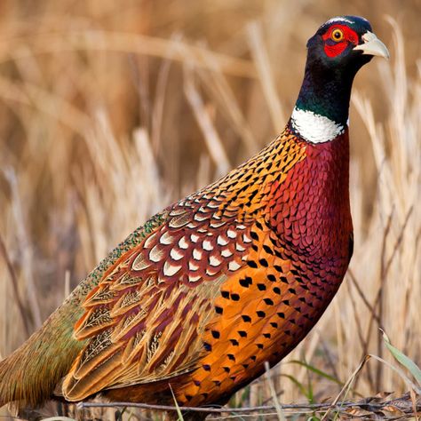 Ring-Necked Pheasant Ring Neck Pheasant, Water Sprinkler System, Grey Partridge, Common Pheasant, Ring Necked Pheasant, Ring Neck, John Boy, Guinea Fowl, Scientific Name