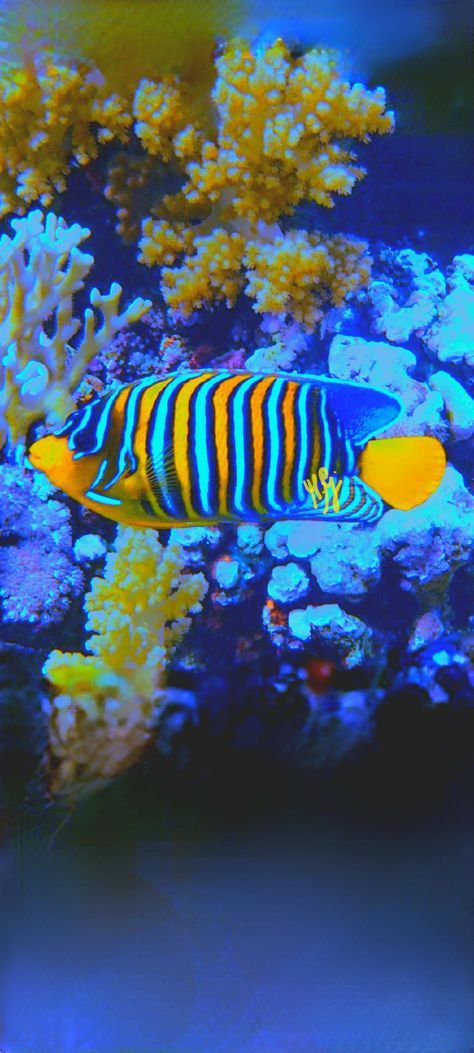 Mandarin Fish, Ocean Images, Horse Guards, Under The Ocean, Marine Life, Fish Pet, The Ocean, Horses, Fish