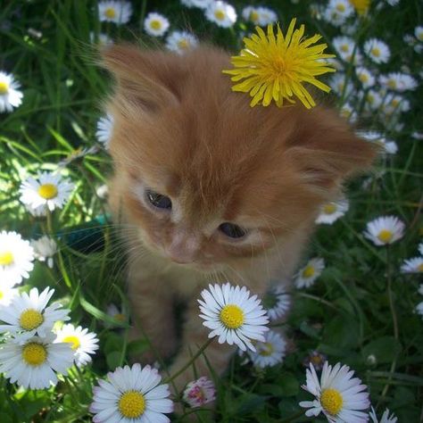 Orange Kitty, Kitty Pictures, Cats Pictures, Söt Katt, Silly Cats Pictures, Cute Cats Photos, Pretty Animals, Silly Animals