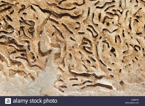 Termite Tunnels Stock Photos & Termite ... Marula Tree, Drywood Termites, Hidden Tunnel, Wooden Fence Posts, Termite Damage, Maltese Islands, Macro Shots, Wooden Fence, Wooden Beams