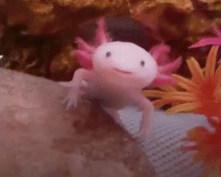 Happy Smile GIF - Axolotl Smile Happy - Discover & Share GIFs Axolotl Tank, Axolotl Cute, Young Animal, Reptiles And Amphibians, Cute Little Animals, Sea Animals, Cute Gif, Amphibians, 귀여운 동물