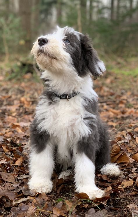 Blue Heeler Border Collie, Bearded Collie Puppies, Dog Xmas, Farm Dogs, Collie Puppies, Portuguese Water Dog, Bearded Collie, Black And White Dog, Herding Dogs