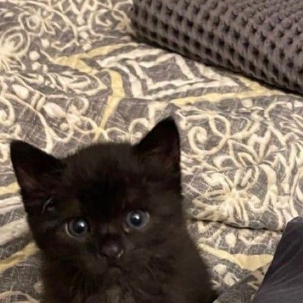 Black Kitties, Owl Cat, Black Puppy, Fluffy Kittens, Black Kitty, Cute Cats Photos, Cat Products, Kittens And Puppies, Cute Black Cats