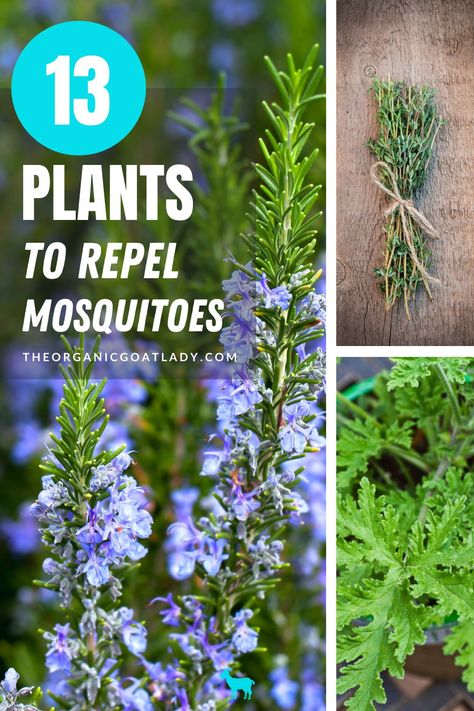 If you want to repel mosquitoes from your outdoor patio, backyard or other areas, plan to landscape with plants that repel mosquitoes naturally. From lemon grass and citronella to thyme and rosemary, you’ll find there are a lot of plants and herbs that repel pests. Check out this post for a list of 13 common plants and herbs to plant in your outside landscape to make the area more comfortable during mosquito season. #mosquitorepellent #naturalpestcontrol #plantpestcontrol #homesteading #gardenin Lemon Grass Planter Ideas, Lemon Grass Landscaping Ideas, Lemon Grass Planters, Lemongrass Plant Landscaping, Lemon Grass And Lavender Landscaping, Lemon Grass Plant Patios, Citronella Plant Planters, Plants That Repel Mosquitos, Outdoor Plants That Repel Mosquitos