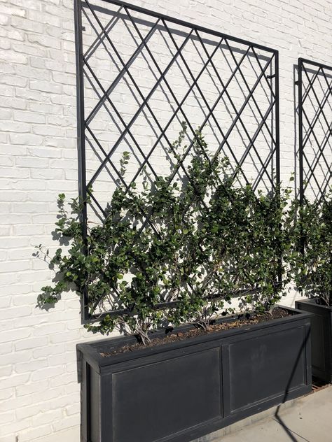 Planter Trellis, Metal Trellis, Privacy Plants, Australian Native Garden, Porch Area, Backyard Inspiration, Native Garden, Backyard Oasis, Tropical Garden