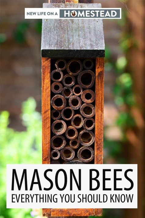 Mason bees are the underappreciated type of bee that can help your garden grow. Here's how to welcome these bees on your homestead. #bees #beekeeping Gardening Sayings, Art Creative Ideas, Mason Bee House, Bee Life Cycle, Gardening Seeds, Ant Infestation, Bee Houses, Backyard Bee, Types Of Bees