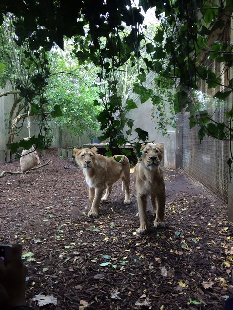 Amazing lionesses at zsl London  zoo. Www.anywheredeckchairs.co.uk London Zoo Aesthetic, Dublin Zoo, Charity Run, London Trip, London Baby, London Zoo, London Travel, After Dark, Dublin