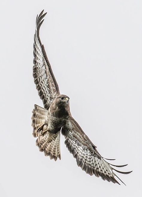 Falcon Flying Tattoo, Peregrine Falcon Tattoo Design, Hawk Flying Tattoo, Flying Hawk Tattoo, Hawk Tattoo Men, Falken Tattoo, Peregrine Falcon Tattoo, Hawk Tattoo Feminine, Crush Photography