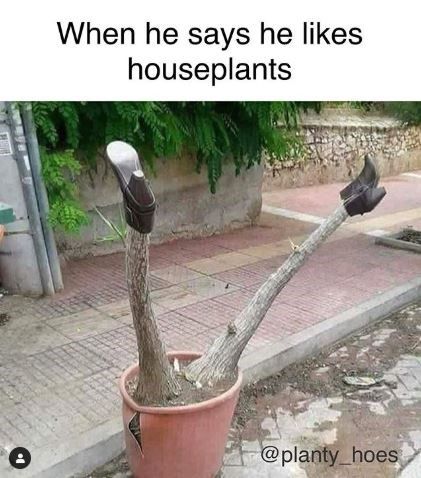 15 Silly Plant Memes For The Aspiring Botanists Plant Jokes, Amy Sedaris, Dirty Mind, Plant Lady, After Dark, Plant Lover, Funny Texts, Make Me Smile, Funny Animals