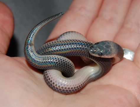 Sunbeam Snake, Snake Aesthetic, Danger Noodles, Milk Snake, Snake Shedding, Pretty Snakes, Snake Venom, Cute Snake, Pet Snake