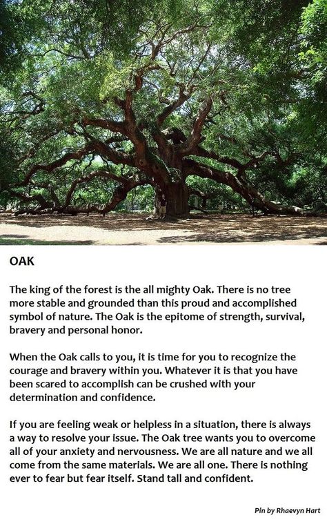 Chester, the mighty oak, lightning scarred, unbounded ~ I was once an oak...he said Angel Oak Tree Tattoo, Oak Tree Guild, Great Oak Tree, Oak Tree Garden Ideas, Burr Oak Tree, Acorn Symbolism, Oak Tree Tattoos, Oak Tree Quotes, Oak Tree Aesthetic