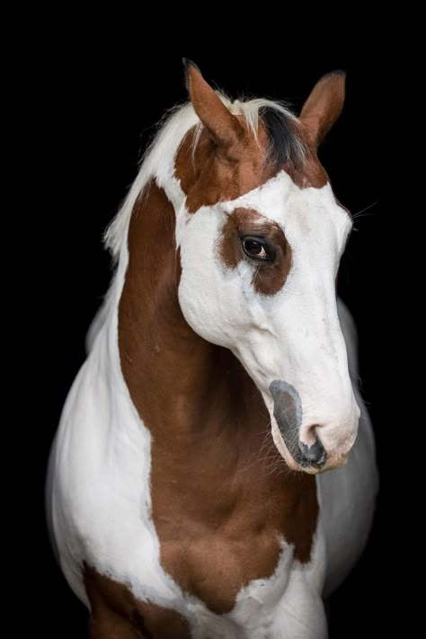 Hunter Horse, Horse Markings, Beautiful Horses Photography, Cutee Animals, Horse Riding Equestrian, Horse Videos, Horse Face, Most Beautiful Horses, Horse Diy